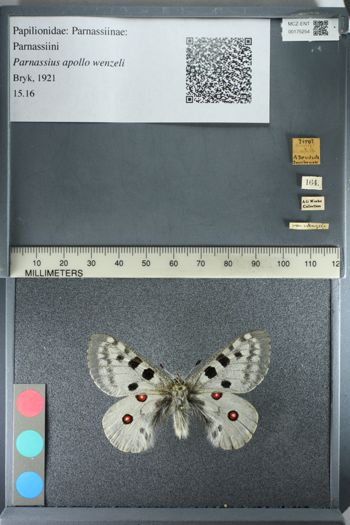 Media type: image;   Entomology 175254